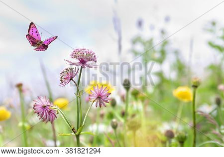 Wildflowers Pink ( Astrantia Major, Great Masterwort ) In The Meadow And Fluttering Butterfly On Sof