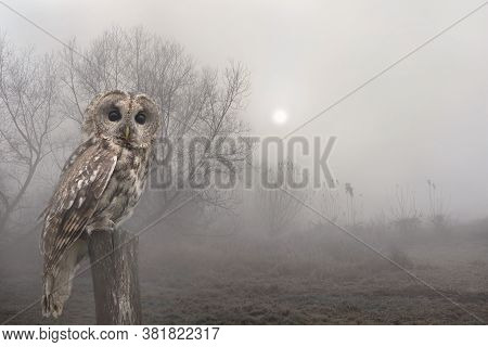 Sunrise In Early Morning With Tawny Owl Or Brown Owl ( Strix Aluco ) On Stump In Fog Among Trees. Au