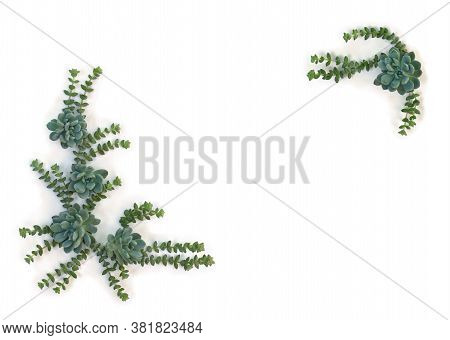 Creative Frame Of Green Blue Succulents On A White Background With Space For Text. Top View, Flat La