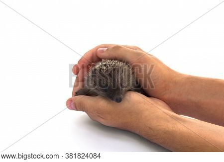 Small Hedgehog In Human Hands On White Background. Protection Animal Concept.