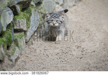 Pallas's Cat  (otocolobus Manul). Manul Is Living In The Grasslands And Montane Steppes Of Central A