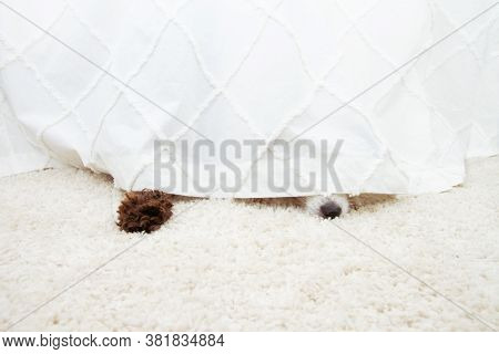 Two Stressed Hide Dogs Because Of Fireworks, Thunderstorm Or Loudy Noises Below A Curtain