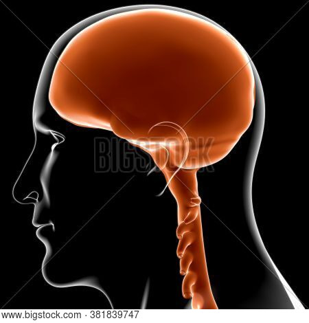Dura Mater Anatomy For Medical Concept 3D