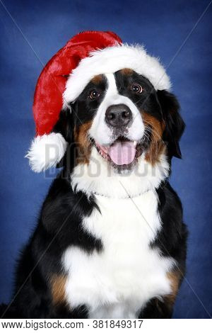 Portrait Of A Dog Of The Bernese Zennenhund Breed In Santas Hat On A Blue Background