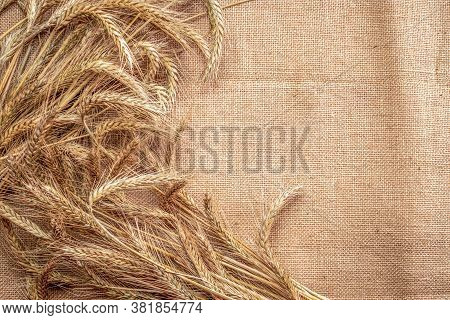 Barley Grain. Whole, Barley, Harvest Wheat Sprouts. Wheat Grain Ear Or Rye Spike Plant On Linen Text