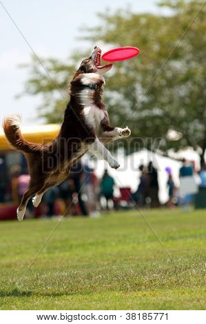 Köpek Frizbi yakalamak için geniş atlar ve açık ağız