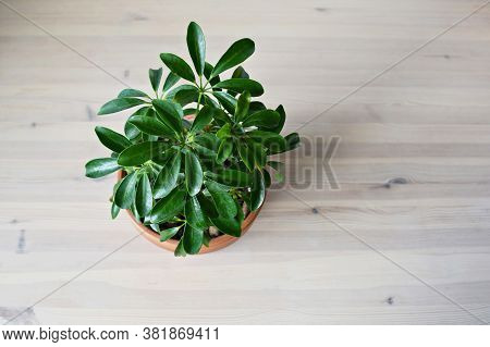 Shefflera Green House Plant In Brown Terracotta Pot And Wooden Desk