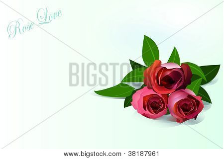 Beautiful blooming rose