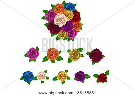Beautiful blooming rose