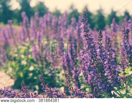 Fresh Purple Flowers Of Sage Or Salvia Divinorum, Salvia Officinalis Or Sage, Perennial Plant, Blue 