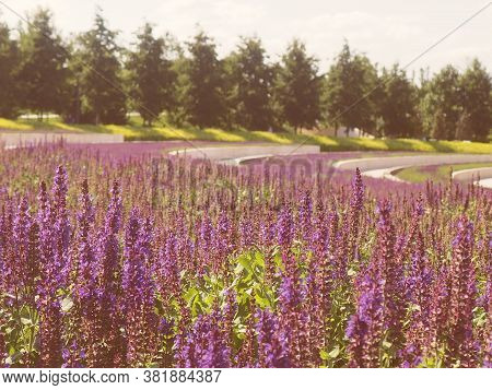 Fresh Purple Flowers Of Sage Or Salvia Divinorum, Salvia Officinalis Or Sage, Perennial Plant, Blue 