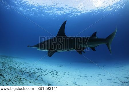 Great Hammerhead Shark (sphyrna Mokarran) Between Surface And Sand Bottom. Tiger Beach, Bahamas