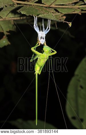 Cricket Upside Down On A Leaf, Molting Its Exoskeleton. Tambopata, Amazon Rainforest, Peru