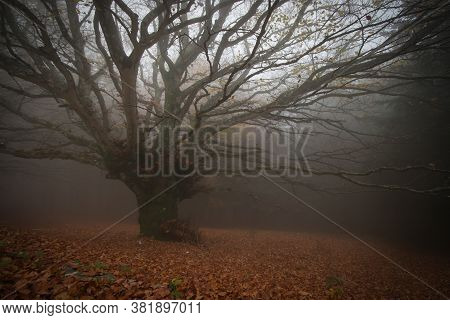 Typical Autumn Landscape In The Park Of Monte Cucco With Fog, Umbria, Italy