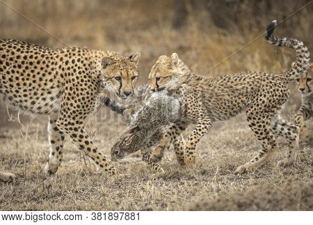 Cheetah Mother And Her Three Cubs Hunting For A Rabbit In Ndutu Tanzania