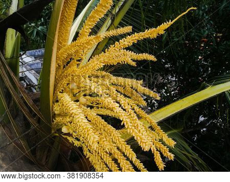 Tender Coconut Tree Flowers At Full Expanded Condition.