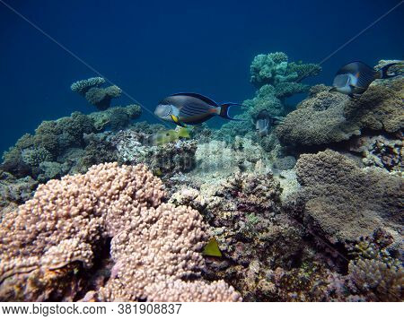 Sohal Surgeonfish. Fish - A Type Of Bone Fish Osteichthyes. Fish-surgeons. Arabian Surgeon.