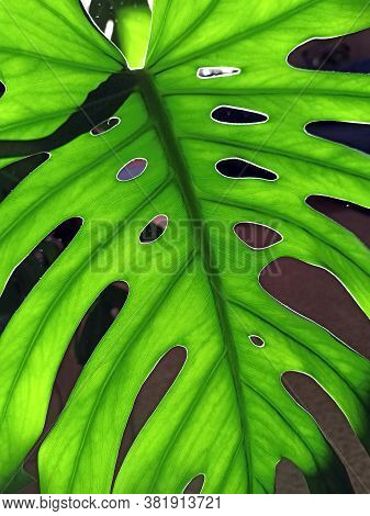 Green Monstera Leaf. Natural Texture. Pattern From Green Leaf Of Plant. Leaf Of Monstera In Sunlight