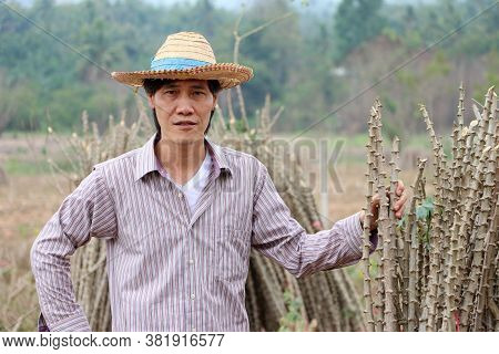 Male Farmer Standing With Akimbo And One Hand Catch The Limb Of Tapioca Plant That Cut The Stack Tog