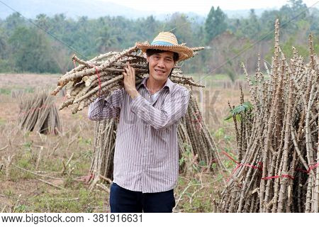 Male Farmer Standing And Shoulder  Tapioca Limb That Cut The Stack Together In The Cassava Farm.