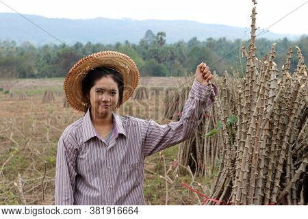 Female Farmer Sitting With Tapioca Limb That Cut The Stack Together In The Cassava Farm.