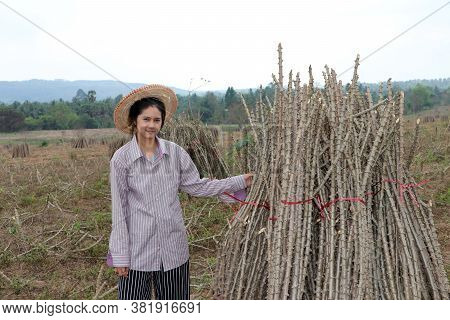 Female Farmer Sitting With Tapioca Limb That Cut The Stack Together In The Cassava Farm.