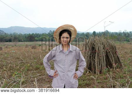 Female Farmer Standing With Akimbo And The Limb Of Tapioca Plant That Cut The Stack Together In The 