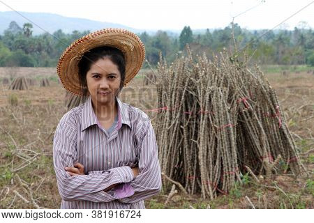 Female Farmer Standing And Hugging Chest Beside The Stack Of Tapioca Limb In The Cassava Farm.