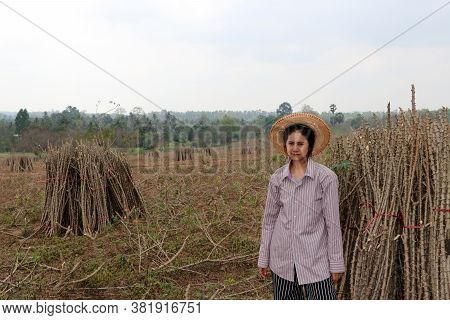 Female Farmer Sitting With Tapioca Limb That Cut The Stack Together In The Cassava Farm.
