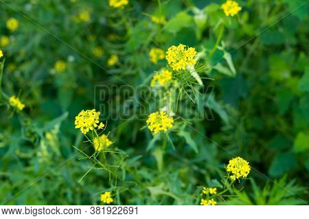 Green Natural Background. Herbs And Yellow Flowers Of Sisymbrium. Wildflowers