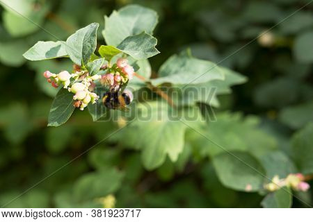 Natural Green Blurred Background With Plant Branches, Flowers And Fruits Of The Snowberry. Honeysuck