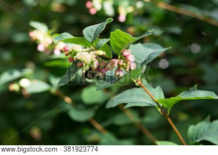 Natural Green Blurred Background With Plant Branches, Flowers And Fruits Of The Snowberry.