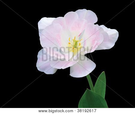 weiÃŸ rosa Tulpe auf schwarz