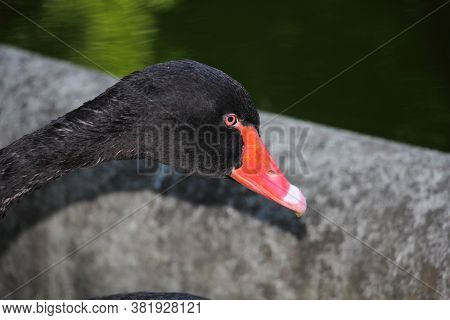 The Black Swan Of The Park Of Villa Negrotto Cambiaso In Arenzano, A Tourist Town And Seaside Resort