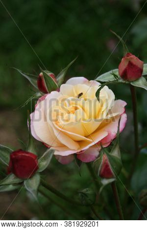 Rose 'charleston' . Series: Roses From My Garden. August Mornings. Summer 2020