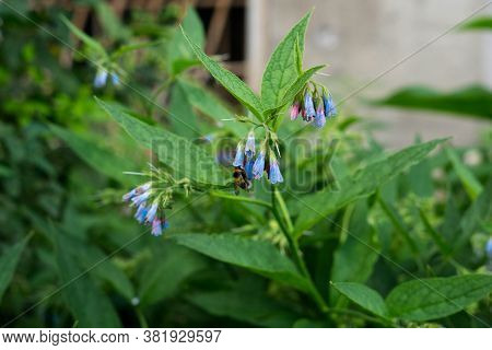 Natural Green Blurred Background With Plant Branches, Flowers And Fruits Of The Symphytum Asperum