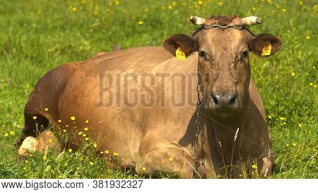 Brown Diary Cattle - Adult Cow Grazing On The Pasture. High Quality Photo