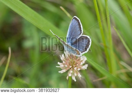 A Closeup Shot Of A Butterfly Sitting On A White Flower