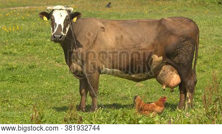 Brown Diary Cow And Hen On A Pasture - Ecological Farm. High Quality Photo