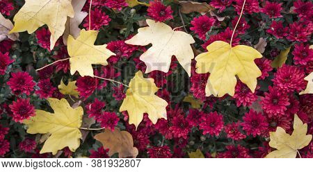 Red Flower. Flower In Garden At Sunny Summer Or Spring Day. Colorful Flower. Flower Pattern. Flower 