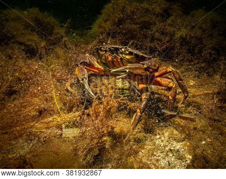A Closeup Picture Of A Crab In A Beautiful Marine Environment. Picture From Oresund, Malmo In Southe