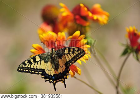 Wildlife Insect, Butterfly Close Up Photo When Butterfly Rest. Close-up Butterfly On Flower. Beautif