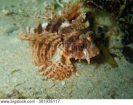 Pretty Dwarf Lion Fish Swimming On The Sandy Bottom Of The Sea Looking For Its Next Meal