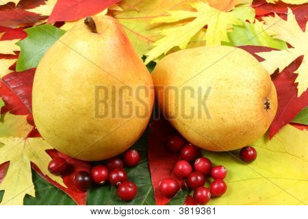 Autumn Fruits