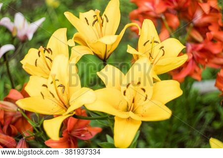 Yellow Lilies In The Garden. Many Colors. Beautiful Flowers. Greenery Around