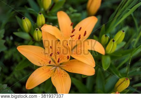 Yellow Lilies In The Garden. Many Colors. Beautiful Flowers. Greenery Around