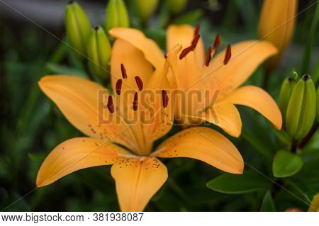 Yellow Lilies In The Garden. Many Colors. Beautiful Flowers. Greenery Around