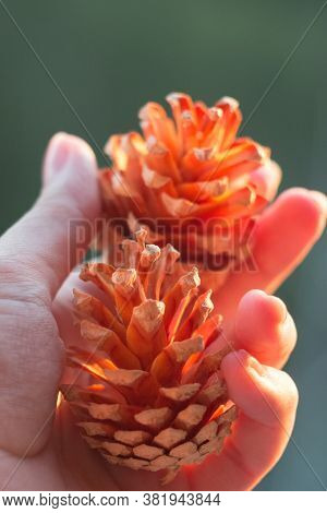 Pine Spruce Cones In Hand Close-up. Shallow Depth Of Field. Beautiful Pine Cones Close-up.