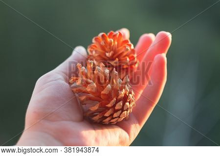 Pine Spruce Cones In Hand Close-up. Shallow Depth Of Field. Beautiful Pine Cones Close-up.