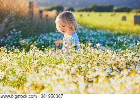 Adorable Toddler Girl Amidst Green Grass And Beauitiful Daisies On A Summer Day. Little Child Having